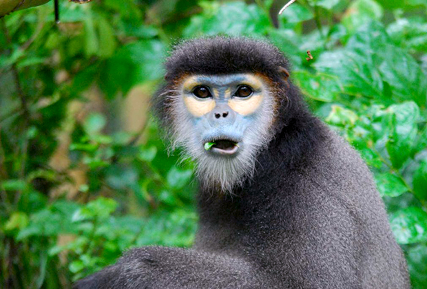 Black-Shanked Douc Langur – Endangered Primate Rescue Center