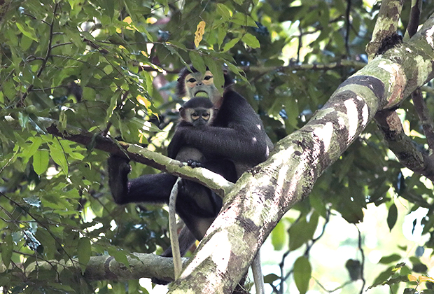 Black-Shanked Douc Langur – Endangered Primate Rescue Center