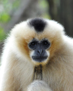 Gibbons – Endangered Primate Rescue Center